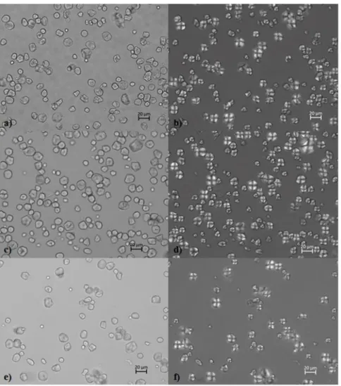 Figure 1. Micrographs of native corn starch granules observed under ordinary and polarized light, respectively