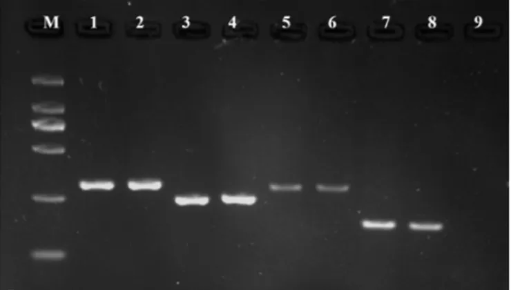 Figure 2. Specificity of multiplex PCR from raw meats. MI: DL2000 DNA  marker; lanes 1-2I: buffalo meat; lanes 3-4I: cattle meat; lanes 5-6I: pork  meat; lanes 7-8I: duck meat; lanes 9I: negative control.