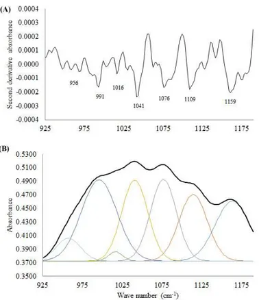 Figure S3. (A) Second derivative of the mean FT-OR spectra of mushroom (H. erinaceus) β-glucan; (B) Normalized FT-OR average spectra of  mushroom (H