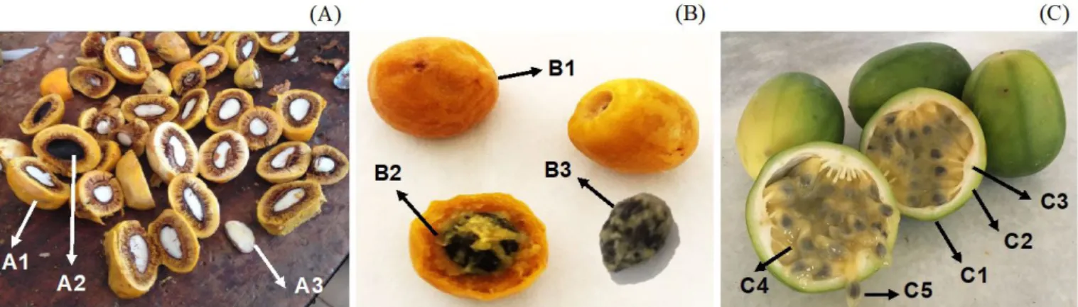 Figure 1. Pequi seeds (A), murici fruits (B), and sweet passionfruits (C). (A1): Edible internal mesocarp (yellow pulp); (A2): Thorny endocarp  containing the edible almond; (A3): Edible almond