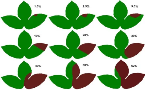 Figure 1. Standard area diagram set for bacterial blight (Xanthomonas axonopodis pv. passiflorae) severity on yellow passion fruit leaves (Passiflora  edulis)