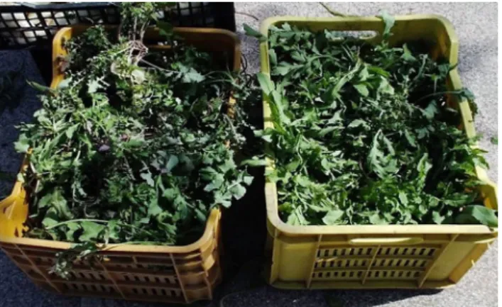 Figure 5.  Combinations of wild vegetables sold in informal street  markets (SE Italy).