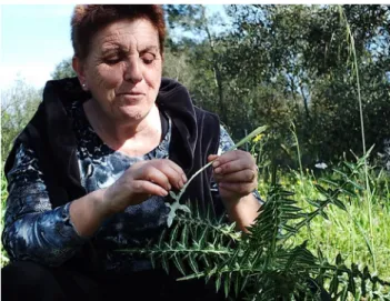 Figure 7. A Griko woman removing thorns from Galactitis  tomantosa leaf stalks.