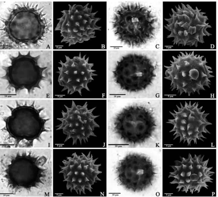 Table 5.  Shape of pollen grains and presence of cavea reported in previous studies that dealt with Brazilian taxa of the genus Verbesina  (Heliantheae-Asteraceae).