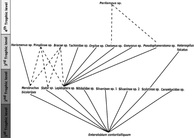 Figure 3.  Food web of insects associated with Enterolobium contortisiliquum. Solid lines represent the potential interactions  while the dashed lines represent confirmed interactions.