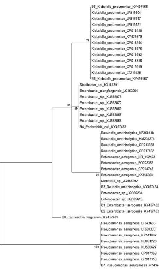 Figure 1. Phylogenetic tree showing evolutionary distance between isolates from hospital based on 16s rRNA gene sequence  (500 pb)