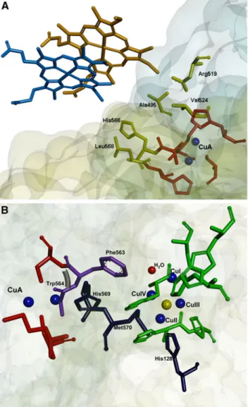 Fig. 5 Proposed electron transfer pathways in N 2 OR. a The electron transfer pathway between cytochrome c-552 and the CuA center of P
