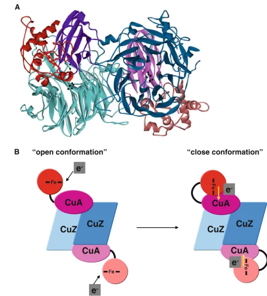 Fig. 7 a Proposed model for the W. succinogenes N 2 OR, which has an additional C-terminal domain with a c-type heme