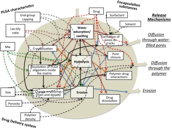 Figure 2-3.  A scheme of physicochemical processes taking place within PLGA matrices, leading to drug  release