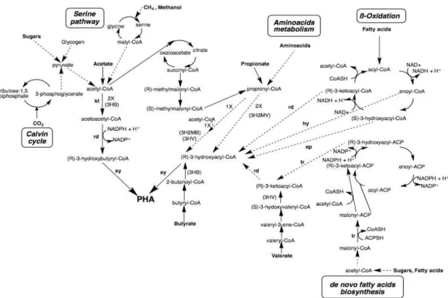 Figure 1.3: Metabolic pathways for production of hydroxyalkanoate monomers for PHA synthesis (adapted  from (Serafim et al., 2016).