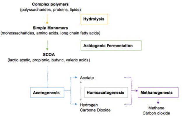 Figure 1.5: Representation of the anaerobic digestion (adapted from (Lee et al., 2014b).