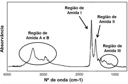 Figura I.6: Espectro ilustrativo de FTIR aplicado a proteínas onde se representam as regiões de  Amida  A  e  B  (3300cm -1   a  2800cm -1 ),  Amida  I  (1650cm -1 ),  Amida  II  (1550cm -1 )  e  Amida  III  (1400cm -1   a  1200cm -1 ), adaptado de Miller