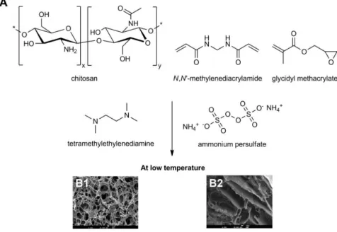 Figure  1.3  -  (A)  Schematic  preparation  of  chitosan-based  monoliths.  (B1,  B2)  SEM  micrographs  of  chitosan monoliths and chitosan cryopolymerized with glycidyl methacrylate (GMA) respectively, 82  adapted  with the permission of The Royal Socie