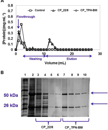 Figure 3.9 - Chromatogram of mAbs 