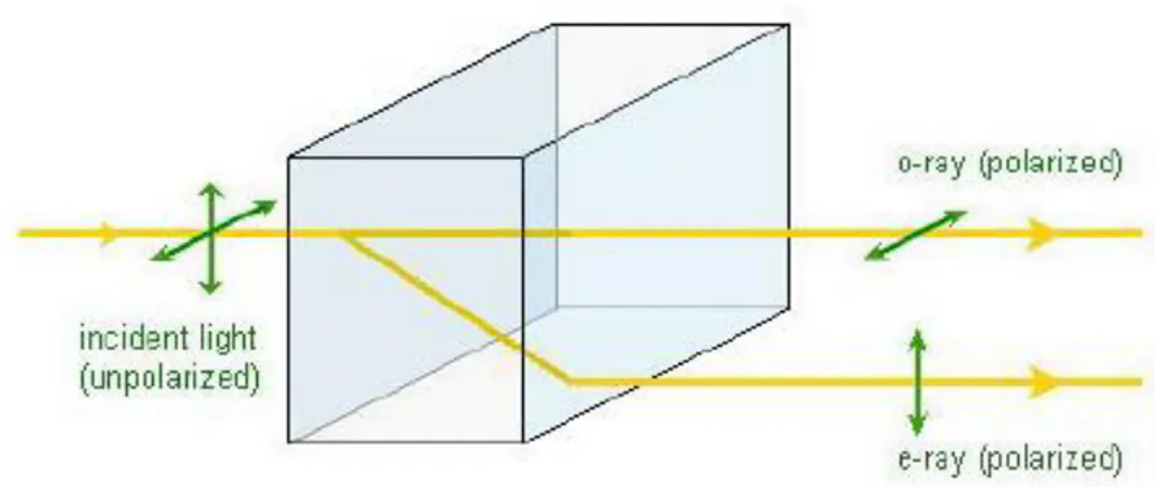 Figure 1.3 - Light traveling through a birefringent medium will take one of two paths depending on its  polarization  [1] 