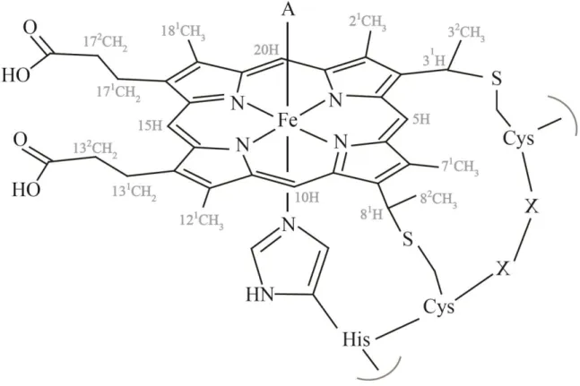 Figure  1.7    Schematic  representation  of  a  c -type  heme  and  the  correspondent  polypeptide  binding motif (CXXCH )   The distal coordination position, labeled with A, can be free or occupied  by different amino acids side chains