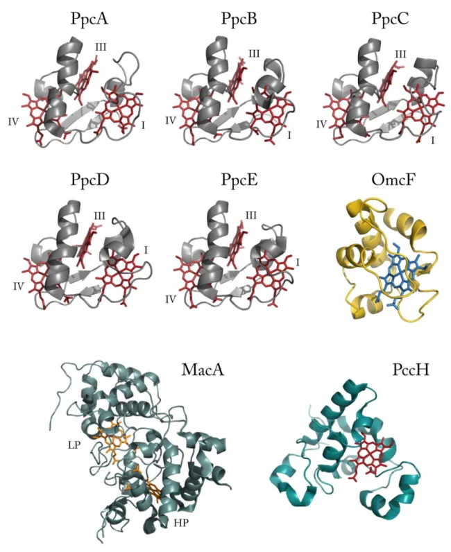 Figure  1.9    Structures  of  several  cytochromes  from  G.  sulfurreducens ,  obtained  in  the  oxidized  state    The  solution  structure  of  PpcA  (lowest  energy,  PDB  ID:  2MZ9  [142])  and  the  crystal  structures of PpcB (chain A, PDB ID:  3B
