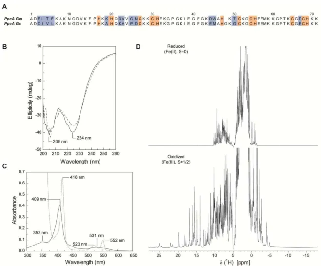 Figure 2.1   Amino acid sequence and spectroscopic properties of PpcA from  G. metallireducens (A) Amino acid sequence alignment of PpcA cytochromes from  G