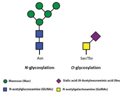 Figure 1.3 – Schematic representation of a N-glycosylated glycoprotein (left) and of a O- O-glycosylated glycoprotein (right)