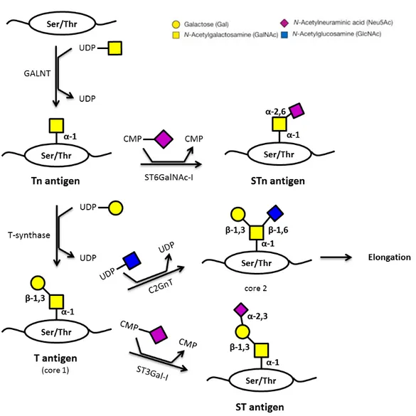 Figure 1.5 – Schematic representation of the biosynthesis of Thomsen-Friedenreich antigens