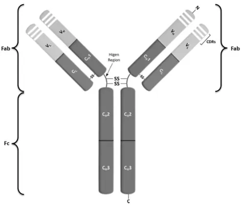 Figure 1.6 – Schematic representation of an immunoglobulin structure (IgG). Adapted from [61]