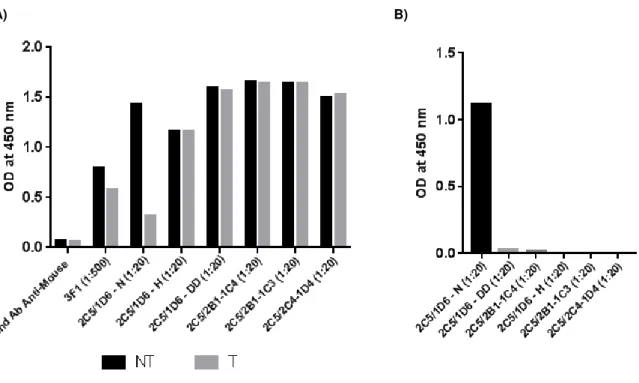 Figure 3.5 - ELISA results obtained for the six selected clones. A) ODs at 450 nm obtained for all the clones,  for the negative control (secondary antibody) and for the STn-positive control (anti-STn mAb 3F1)