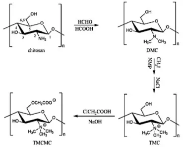 Figure 1.16 Synthesis of N,N,N-trimethyl O-carboxymethyl chitosan