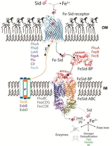 Figure 3- Iron uptake by a gram– bacterial cell. Figure adapted from reference [19]. 