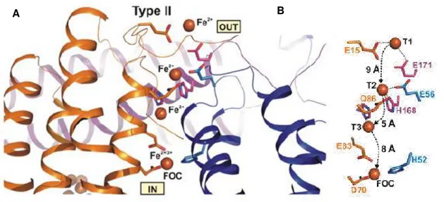 Figure  7  -  Iron  entry  to  the  ferroxidase  center  of  DpsA  from H.  salinarum  via  a  3-fold  type  II  channel