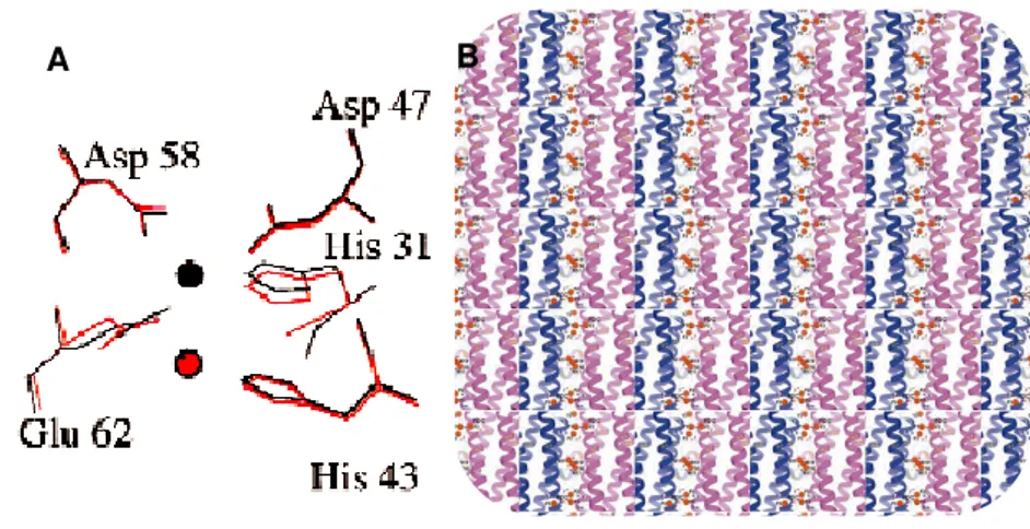 Figure  8-  Bimetallic  ferroxidase  centers.  A)  Site  A  from  L.  Innocua.  The  iron  atoms  are  coordinated  to  D58  and  G62  from  one  subunit  and  D47,  H31,  H43  from  another