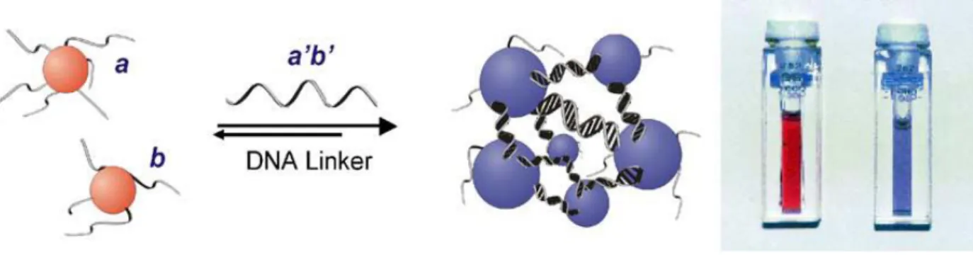 Figure 1.11. Representation of the cross-link method developed by Mirkin et al.  Two population of AuNP,  functionalized  with different  oligonucleotides (a and b) are dispersed, presenting a red color