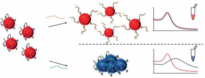 Figure 1.12. Representation of the non-cross link method developed by Baptista et al.  Hybridization to a  complementary  target  stabilizes  the  nanoprobe,  and  no  salt-induced  aggregation  is  observed