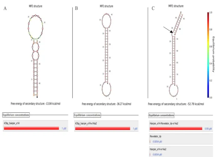 Figure 3.5. In silico assessment of hybridization for the sequences of pair 2.  The prediction was performed  with  the  NUPACK  software