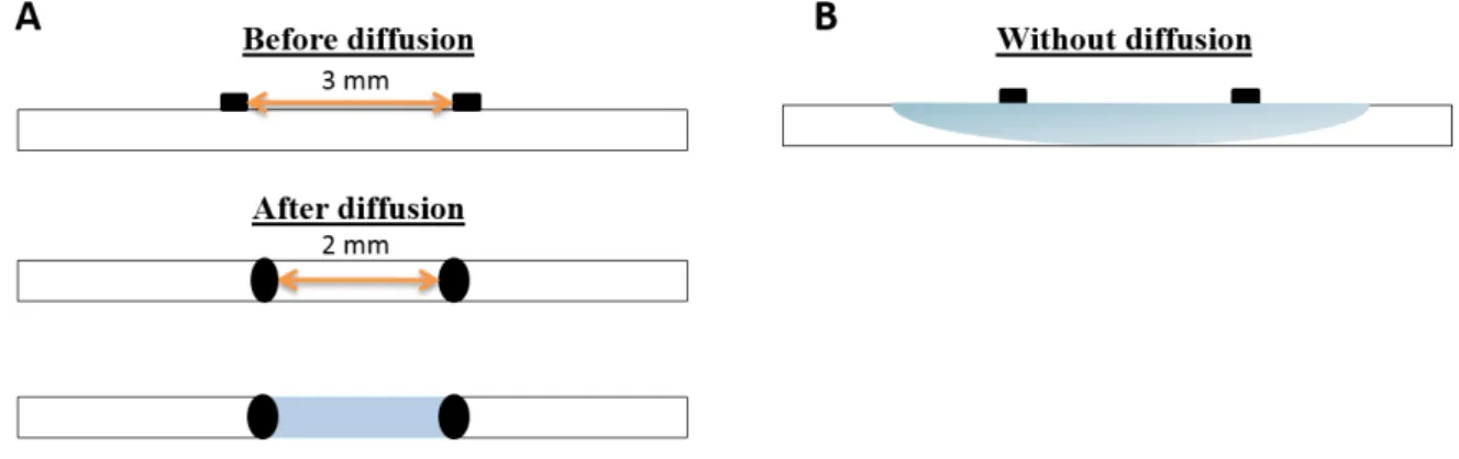 Figure 2. 3|Process diffusion of the wax  –  producing the hydrophobic barriers. (A) The printing is only at the surface of  the paper and to create the wells to hold the NPs, the diffusion as to be promoted by a heating plate