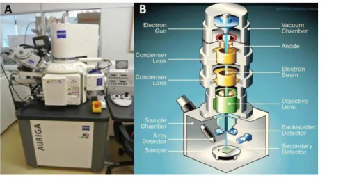 Figure  3.  1|SEM  instrument.  (A)  Apparatus  used  for  SERS  measurements;  (B)  Schematic  representation  of  the  functioning of SEM