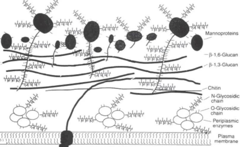 Figure 2.1 – Composition and structure of a yeast cell-wall (Kogan et al., 2008)  