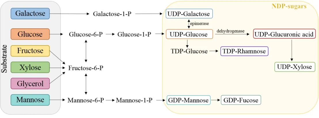 Figure 1.1: Representative scheme of the sugar nucleotide biosynthesis pathways for EPS producing microorganisms (P: phosphate; GDP: guanosine diphosphate; TDP: 