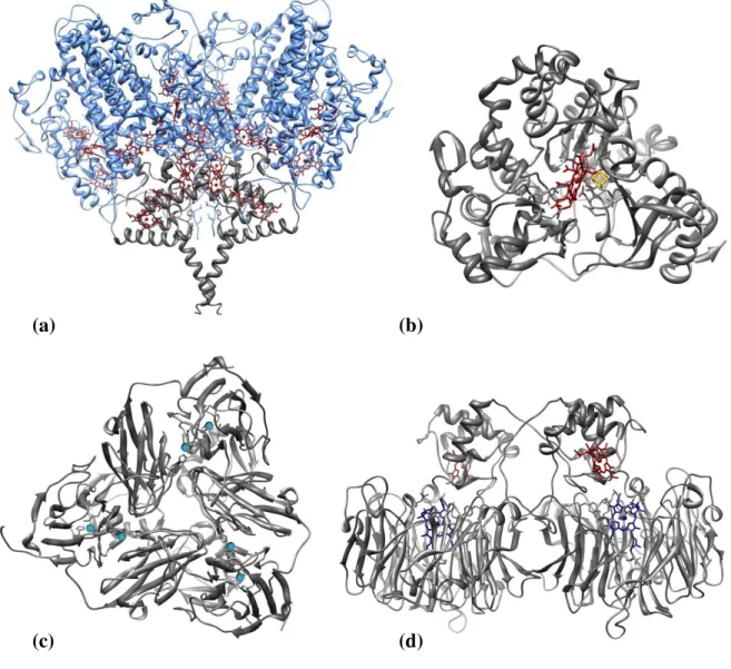 Figure  3.  Three-dimensional  structures  of  nitrite  reductases.  (a)  Desulfovibrio  vulgaris  Hildenborough multiheme c nitrite reductase (NrfA 4 NrfH 2  complex); the catalytic subunit  (NrfA) is depicted in blue and the electron donor subunit (NrfH)