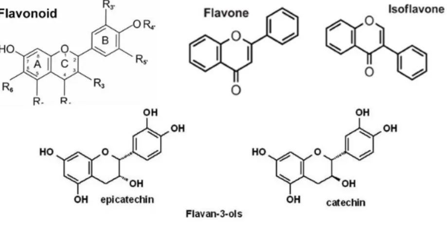 Figure 1.12: Different flavonoids structures. Flavonoids basic structure consists of 2 aromatic rings (A and B rings) linked  by a 3-carbon chain that forms an oxygenated heterocyclic ring (C ring) (Rice-Evans et al., 1997)