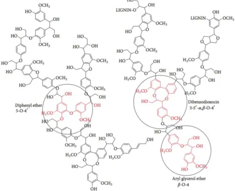 Figure 1.32: Common lignin chemical structure  with ether linkages between  hydrophenylpropane units (Wang et al., 2013)