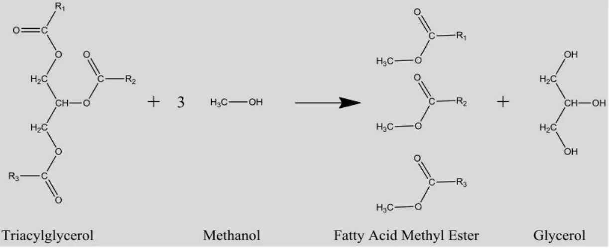 Figure 1.38: Schematic of the transesterification of triacylglycerols with methanol to produce fatty acid methyl esters  (FAME - biodiesel)