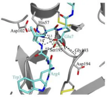Figura 1.24 – Representação do centro ativo da uroquinase. 