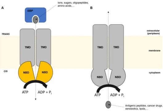 Figure  2.1.  Schematic  representation  of  ABC  transport  system.  A)  ABC  importers