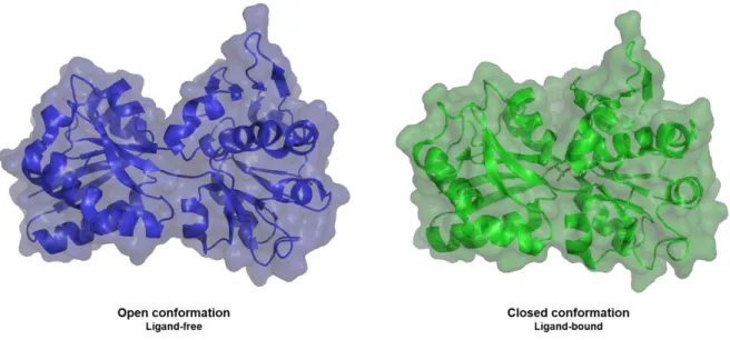 Figure  2.4.  Representation  of  the  rearrangements  in  ModA  from Methanosarcina  acetivorans  upon  ligand binding