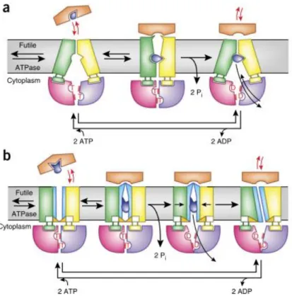 Figure 2.5. Schematic representation of the mechanisms of type I (a) and type II ABC importers  (b)