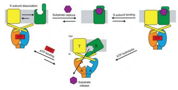 Figure  2.6.  Schematic  representation  of  the  mechanisms  of  energy-coupling  factor  (ECF)  transporters
