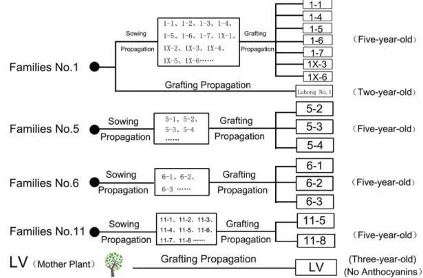 Figure 1. Breeding method and flow of test material. The designations LV represent no Anthocyanin.
