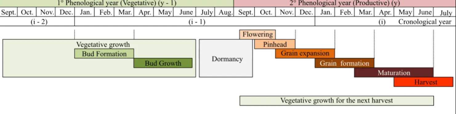 Figure 2. Phenology of Coffea arabica (modified from Camargo &amp; Camargo, 2001). Indexes: y‑1, first phenological year, y,  second phenological year; i‑2, first chronological year; i‑1, second chronological year; and i, third chronological year.