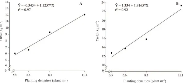 Figure 1. Tomato yield as a function of planting densities, with plants led with one (A) and two (B) bunches.