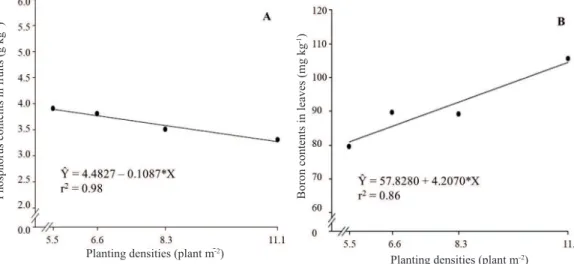 Figure 4. Zinc contents obtained in leaves (A) and fruits (B) of Rebeca hybrid tomato, as a function of planting densities.